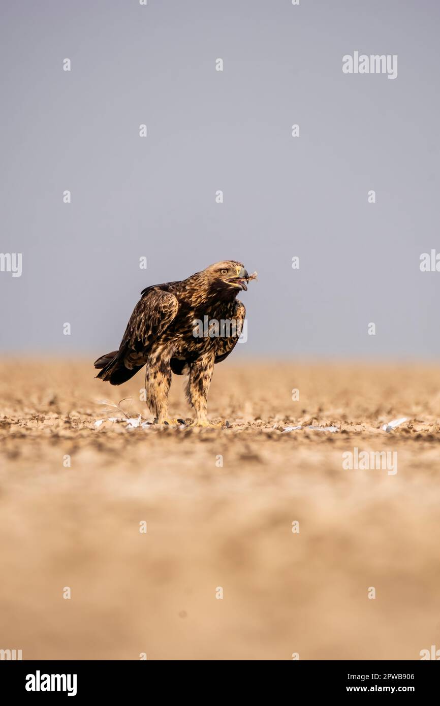 Un'Aquila Imperiale che termina un'uccisione di un airone sul terreno all'interno del Wildass Sanctuary in un'area conosciuta come Lesser rann of kutch durante la visita al The Horns Foto Stock