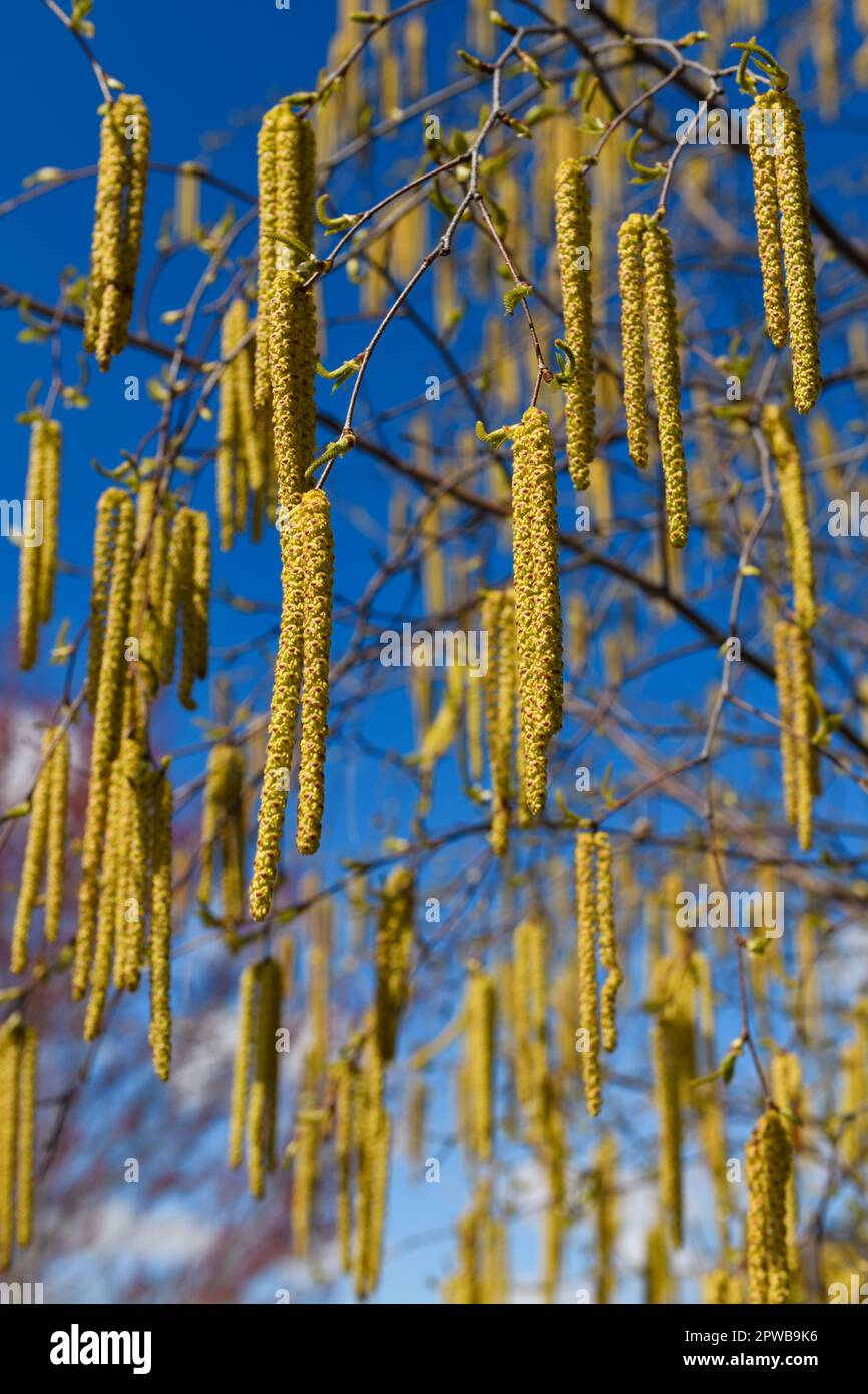 Cetrioli maschi appesi ad un Birch Tree bianco in primavera con cetrioli femmine eretti immaturi Foto Stock