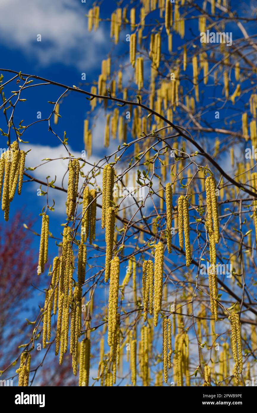 Giallo maschio catkins fiori appesi da un albero di Birch bianco in primavera con immaturo verticale femmina catkins Foto Stock