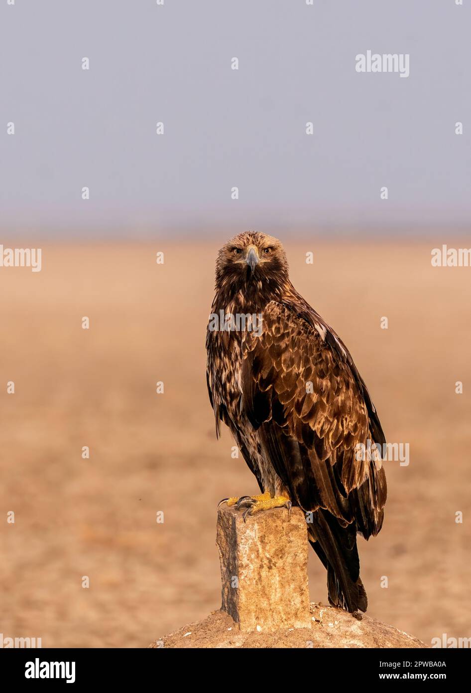 Un'aquila imperiale che riposa sul terreno all'interno del Wildass Sanctuary in un'area conosciuta come Lesser rann of kutch durante la visita al santuario Foto Stock