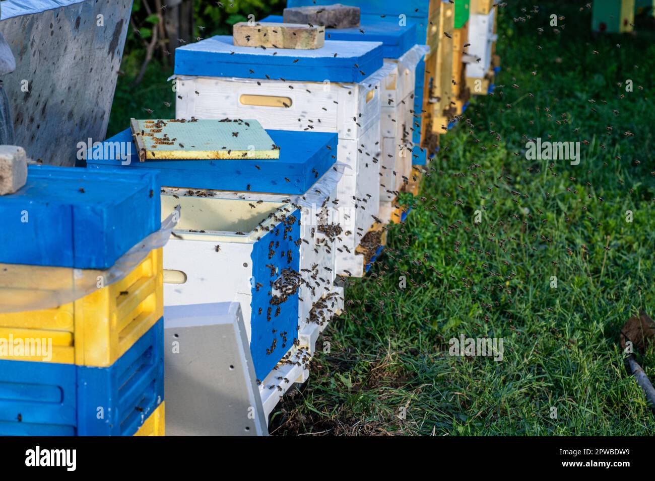 l'importanza delle api nel sostenere il nostro pianeta e l'urgente necessità di proteggerne e conservarle come specie minacciate. Foto Stock
