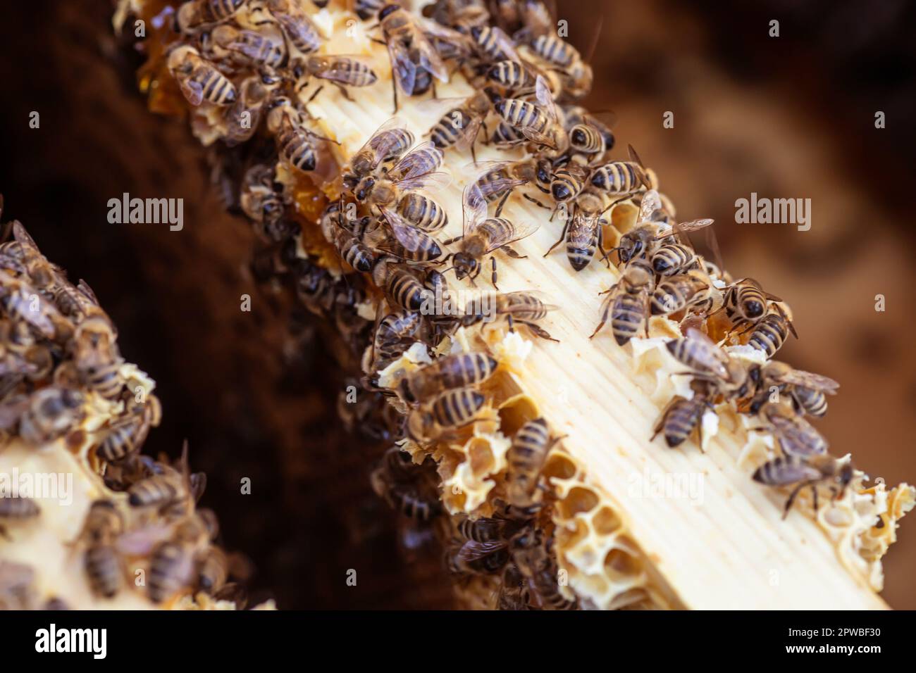 le api occupate strisciare sopra la struttura del nido d'ape, ogni cellula traboccante di nettare dolce del loro lavoro. Foto Stock