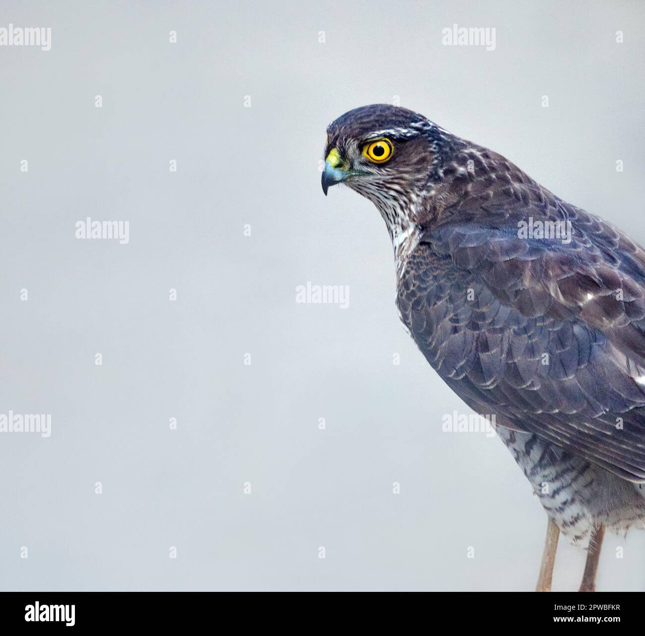 Sparrowwk a terra, fauna selvatica del Regno Unito, uccelli rapaci Foto Stock