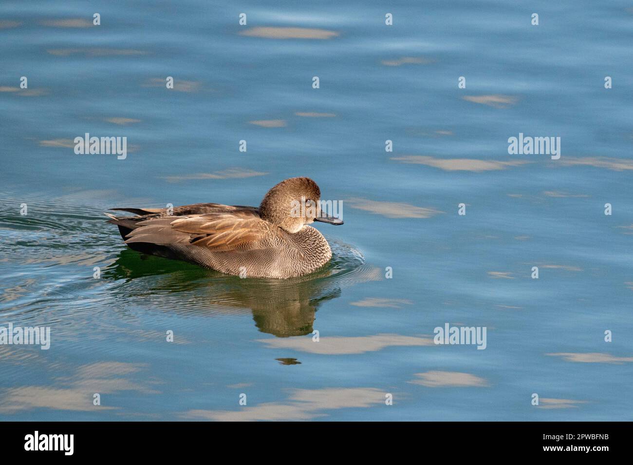 Anatra Gadwall maschio Foto Stock