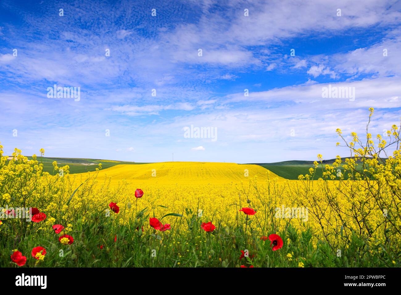 Primavera: collina con fiori gialli sovrastata da nuvole in Puglia, Foto Stock