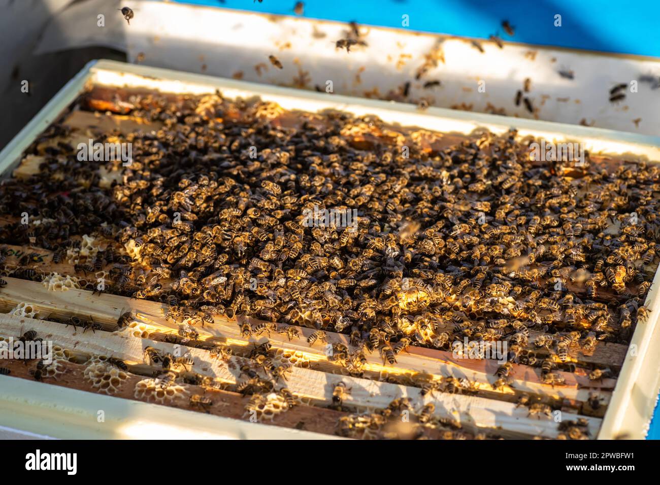 immagine vivida delle api da miele in un alveare, dove le cornici sono riempite di miele naturale che ha un sapore e un aroma meravigliosi Foto Stock