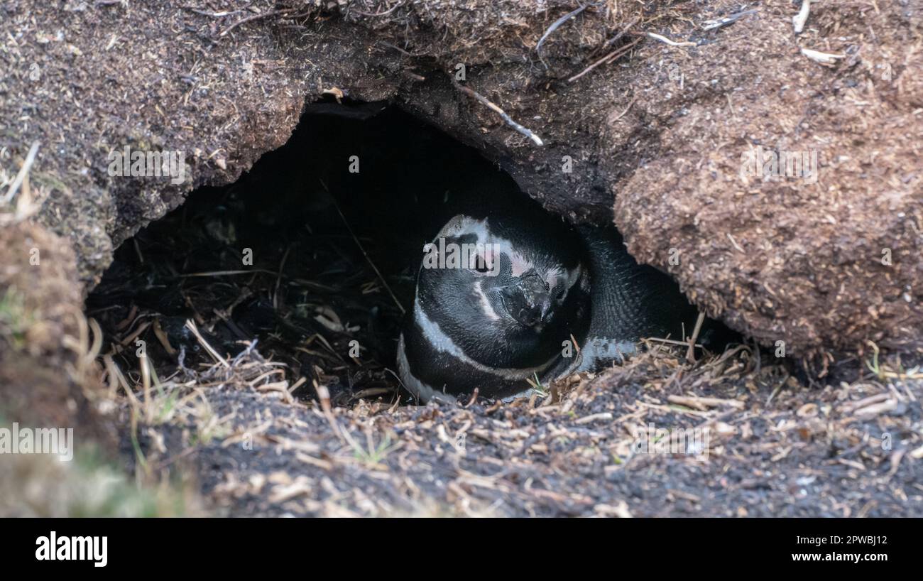 Razze selvatiche e libere di pinguini magellanici (Spheniscus magellanicus) nelle Isole Falkland Foto Stock