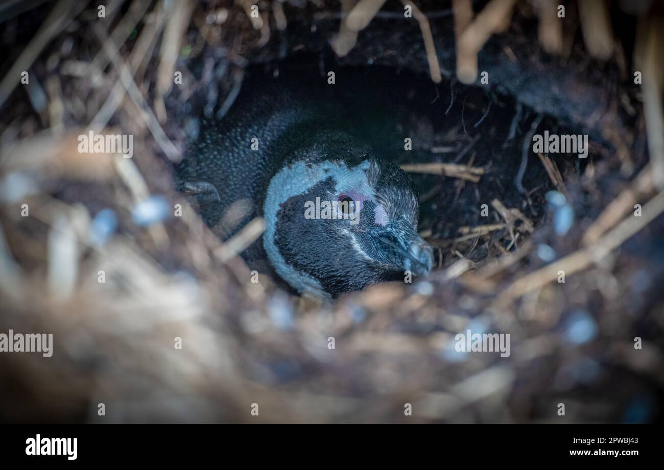 Razze selvatiche e libere di pinguini magellanici (Spheniscus magellanicus) nelle Isole Falkland Foto Stock