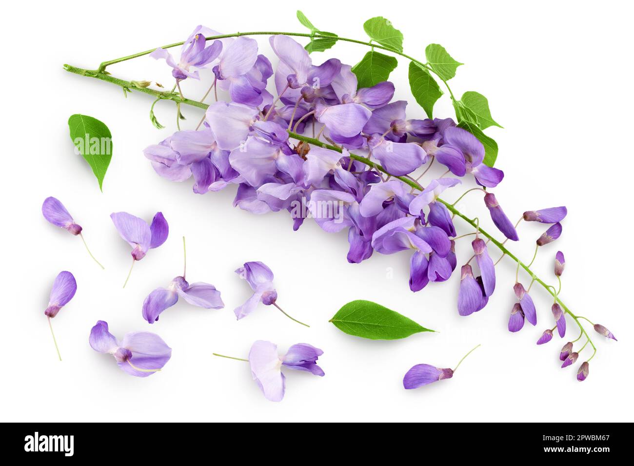 Fiori di glicine isolati su fondo bianco con profondità di campo piena Foto Stock