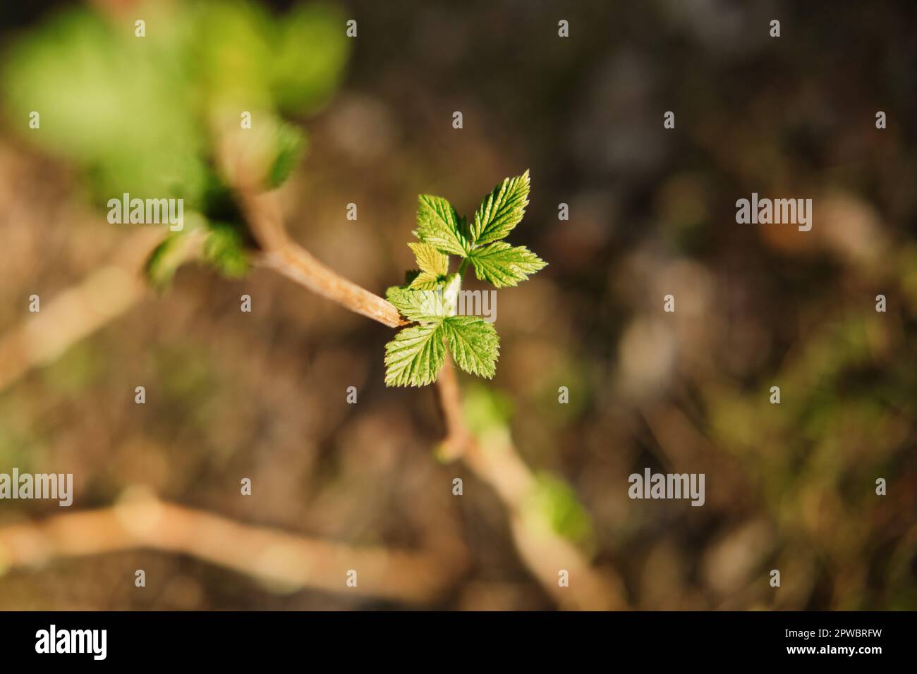 Rametto di lampone con piccole foglie giovani che fioriscono sotto il sole primaverile nel giardino. La prima molla lascia. Foto Stock