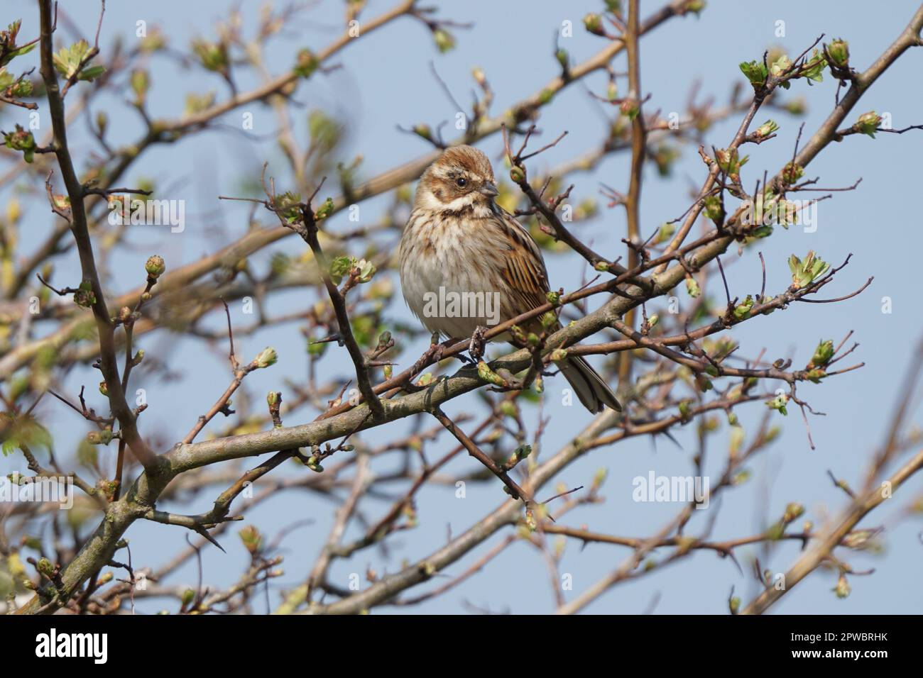 Mungitura di lamelle femmina (emberiza schoeniclus), Cambridgeshire, Regno Unito Foto Stock