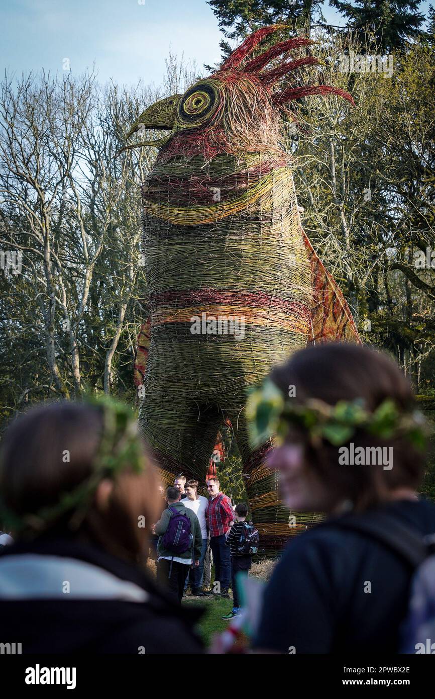 Hampshire, Regno Unito. 29th aprile 2023. Celtic Fire Festival: Il Wickerman a Butser Ancient Farm, South Downs National Park. Il Celtic Fire Festival celebra Beltane, l'antica celebrazione celtica che segna la fertilità della terra e l'arrivo dell'estate. Questa offerta di yearÕs è un gigante tessuto uccello dello scultore Mark Antony Haden Ford, costruito pronto a bruciare al tramonto. Credit: Guy Corbishley/Alamy Live News Foto Stock