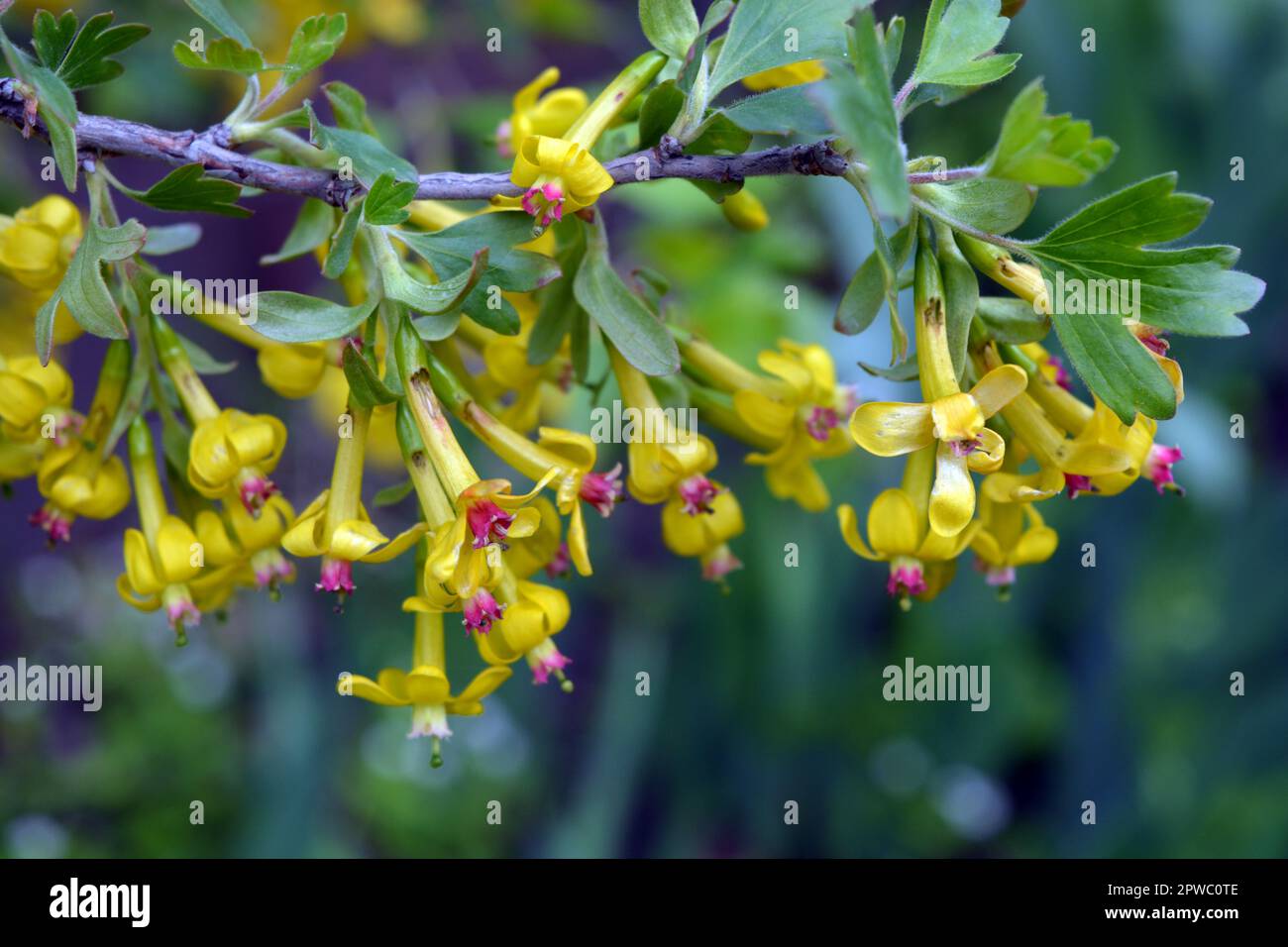 Currante boscaglia di frutta bella e luminosa con fiori gialli interessanti e foglie verdi che crescono sulla strada. Foto Stock