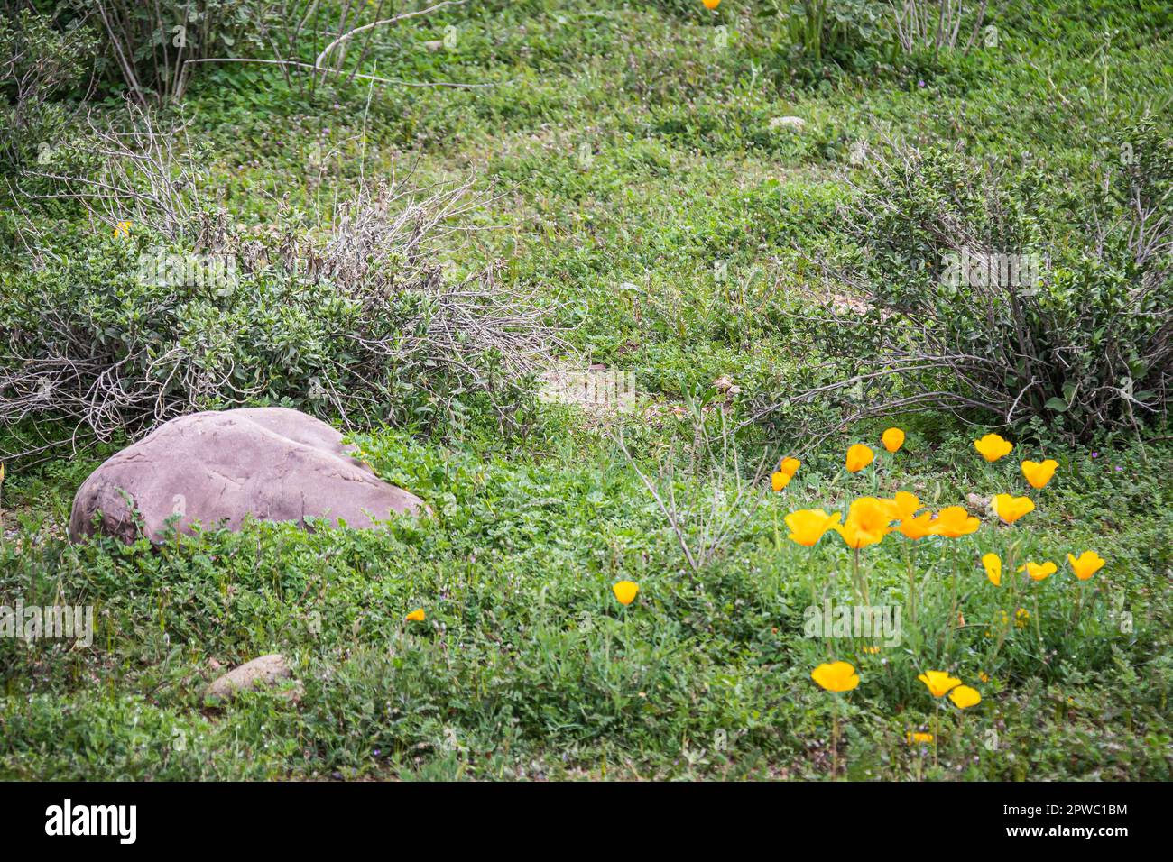 Un piccolo gruppo di papaveri messicani in un campo accanto a una roccia in luce soffusa. Foto Stock