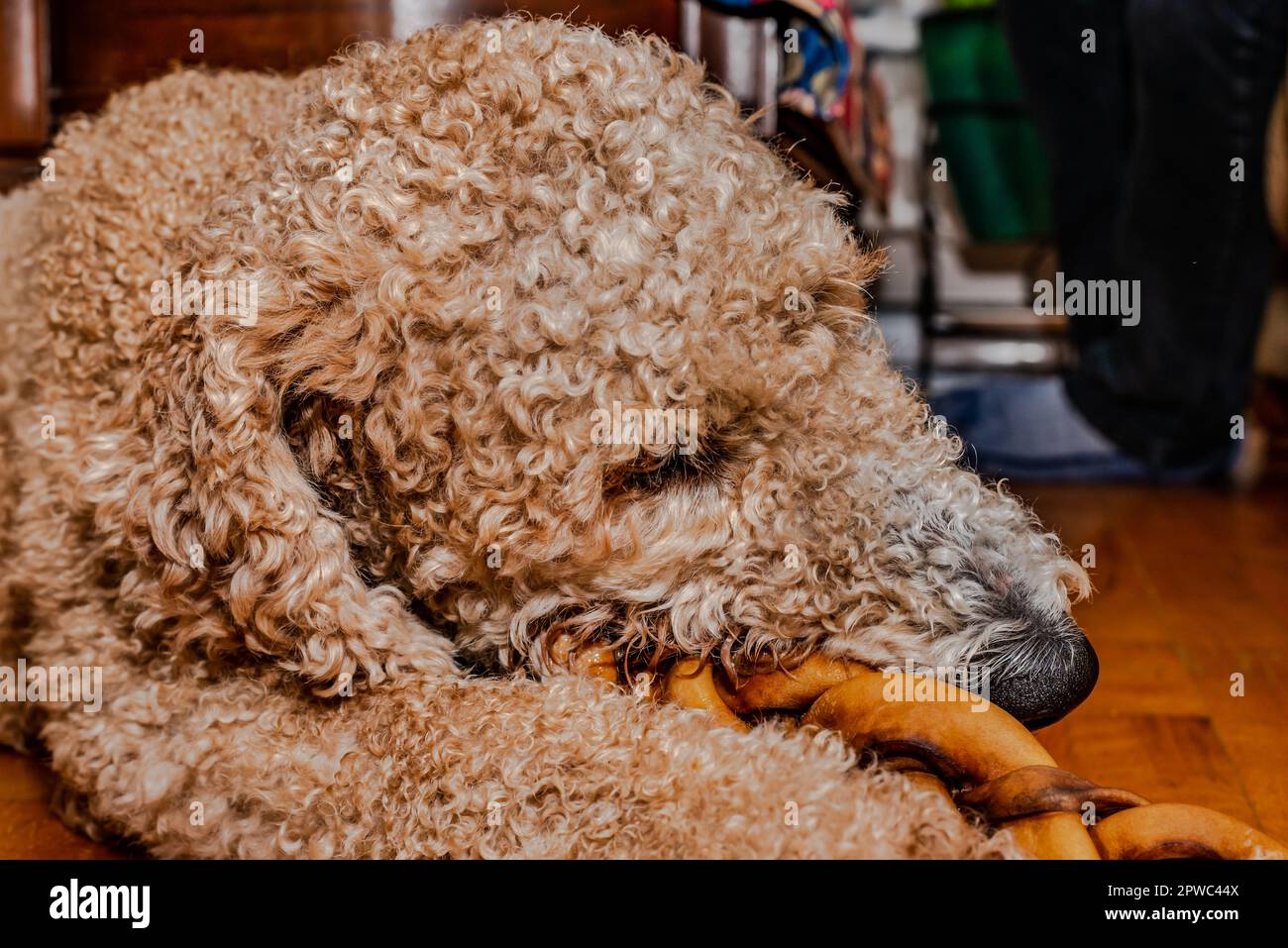 Goldendoodle cane cercare di dormire dopo molte attività Foto Stock