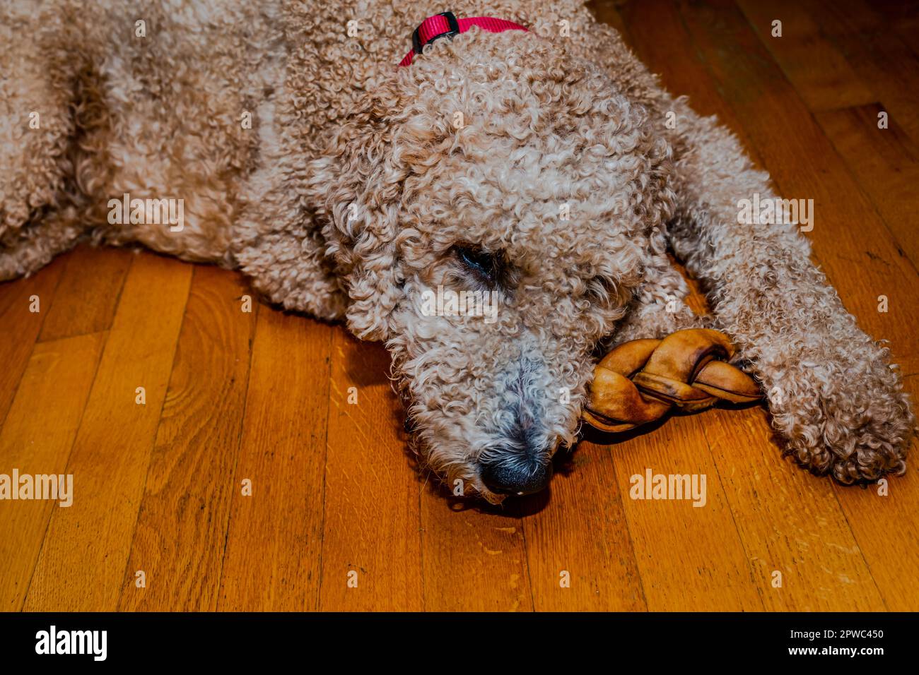 Goldendoodle cane cercare di dormire dopo molte attività Foto Stock