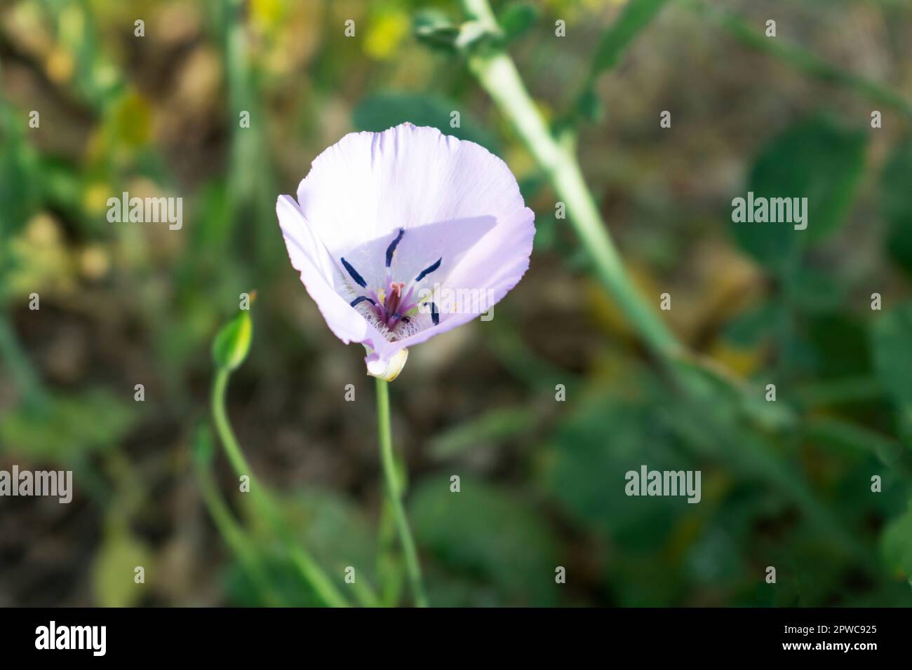 La splendida Mariposa Lily fiorisce durante la primavera della California meridionale. Foto Stock