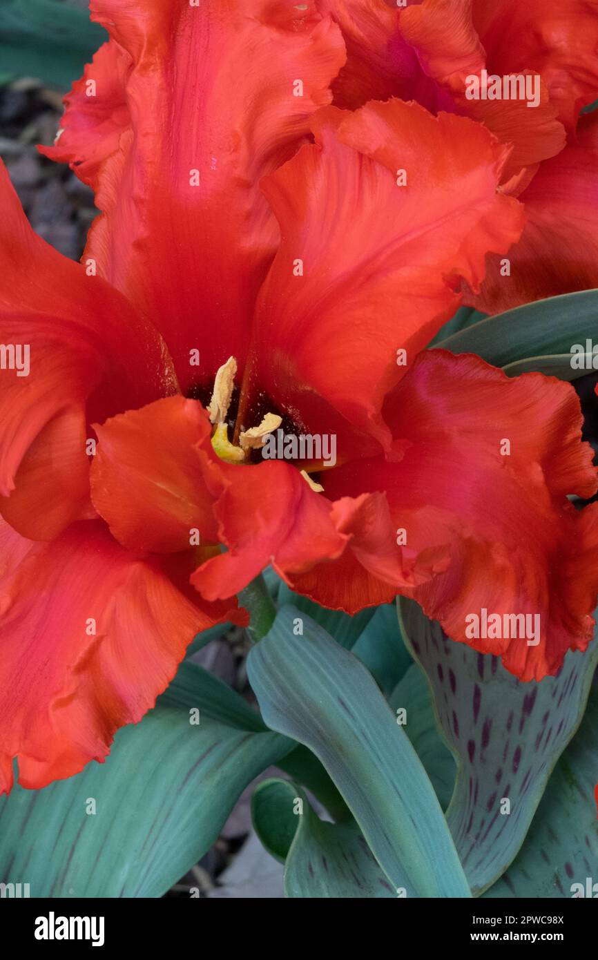 Bello, Rosso, Tulipano, Tulipano pappagallo, Tulipa 'Fantasy' Foto Stock