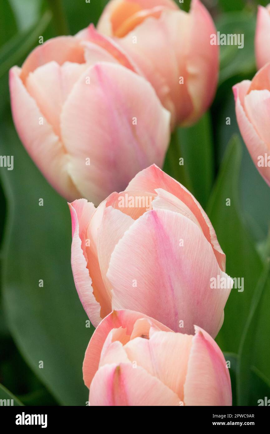 Tulipani, cultivar Tulip 'Van Eijk Salmon' Foto Stock