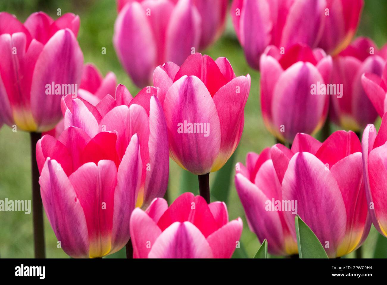 Tulip 'Light and Dreamy' Rosso Rosa, Tulipani Foto Stock