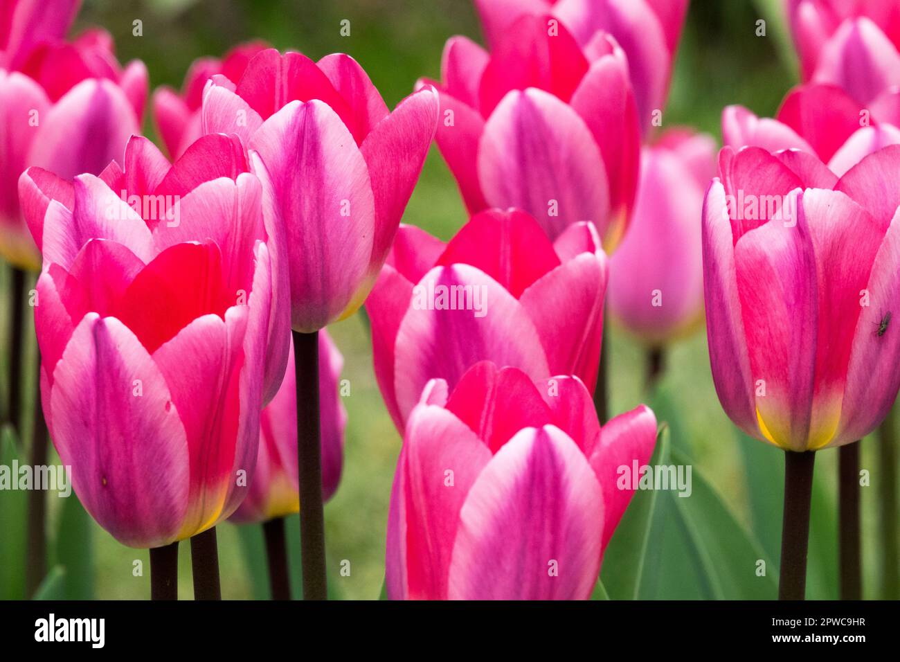 Tulipani rosa "luce e sogno" Foto Stock