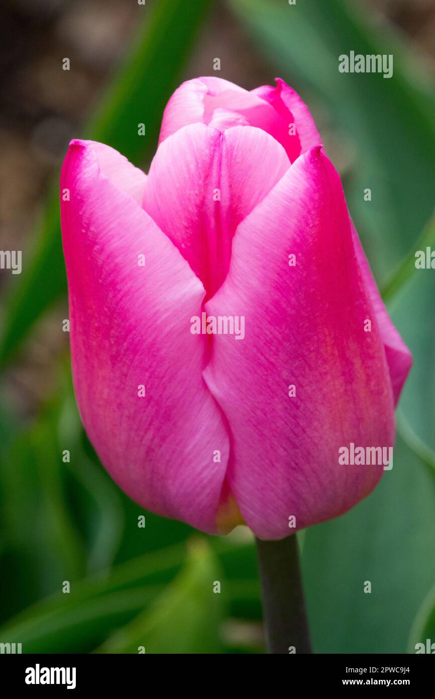 Rosa Tulip, Ritratto, Fiore, Tulipa 'Christmas Dream', Triumph Tulip Foto Stock