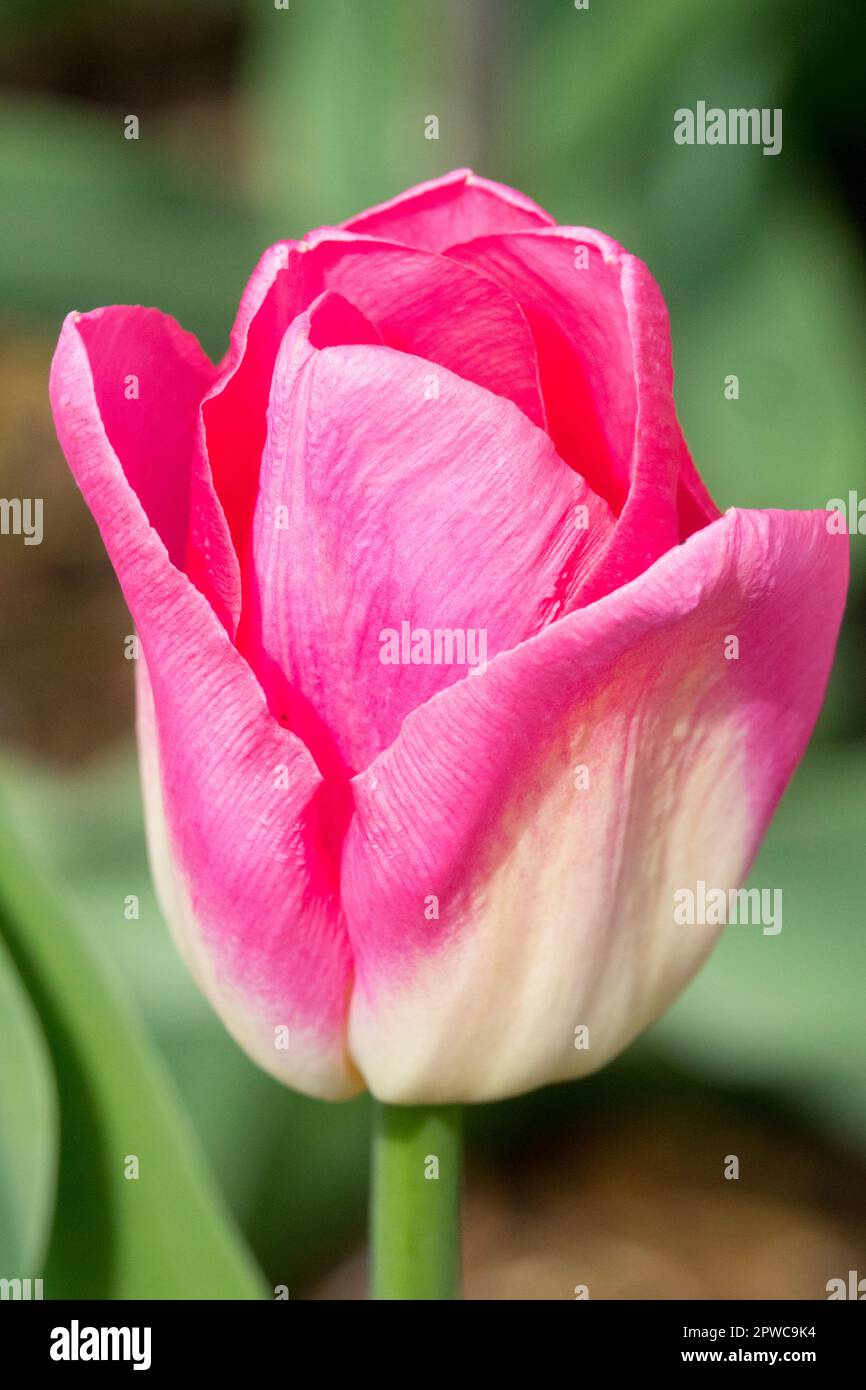 Fiore rosa, Tulipa 'Dynasty', Triumph Tulip Pink Tulip ritratto Foto Stock