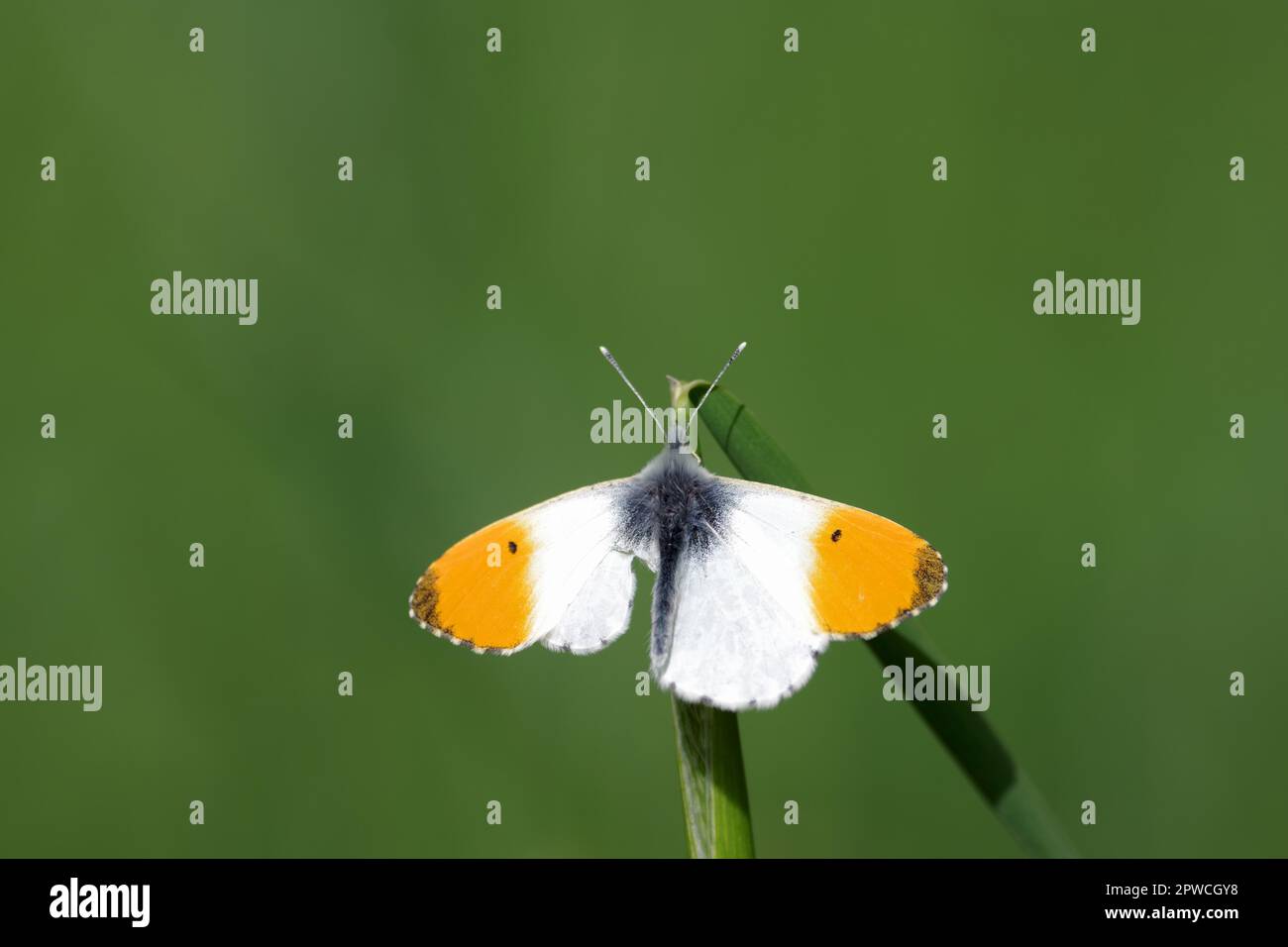 Punta arancione (cardamini Anthocaris), maschio, farfalla, ali sparse, arancione, Lama di erba, verde, una farfalla aurora siede con ali sparse su un Foto Stock