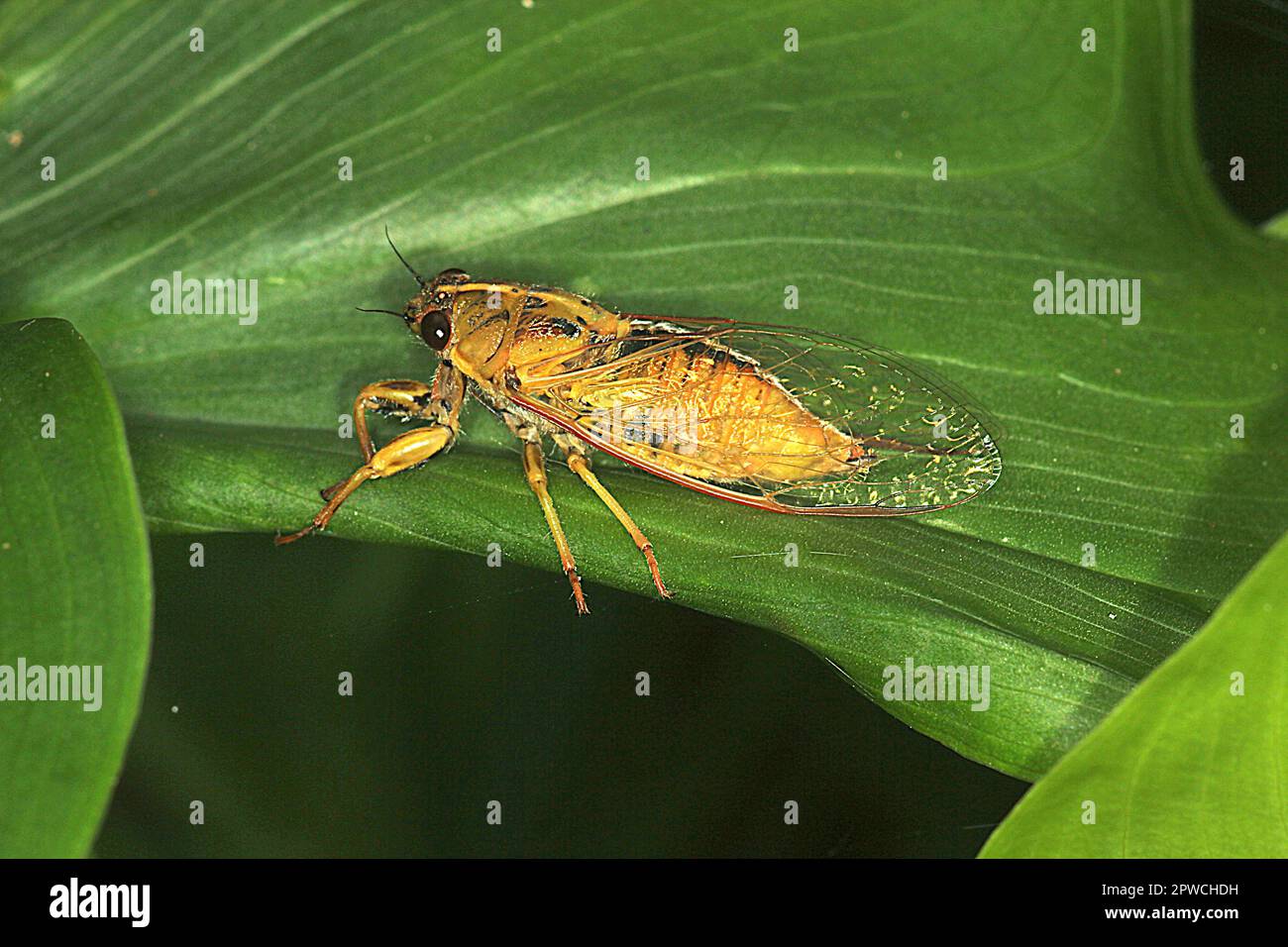 Aprile cicadas verde (Kikihia ochrina) Foto Stock