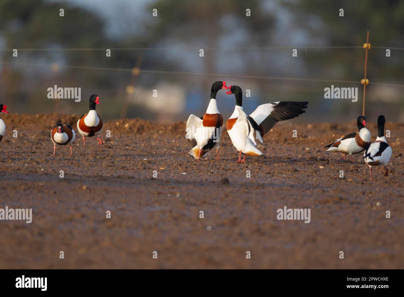 Shelduck (Tadorna tadorna) uccelli adulti su un campo agricolo, Suffolk, Inghilterra, Regno Unito Foto Stock