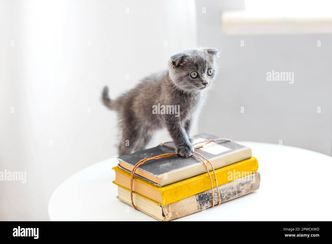 Incantevole scotish grigio gattino seduto sulla pila di libri in salotto nel giorno del trasloco Foto Stock