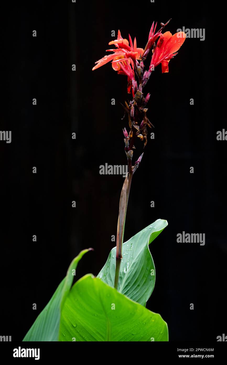 Canna da fiore indiana, anche canna commestibile, achira o kapacho, pretoria canna giglio (canna indica) Foto Stock