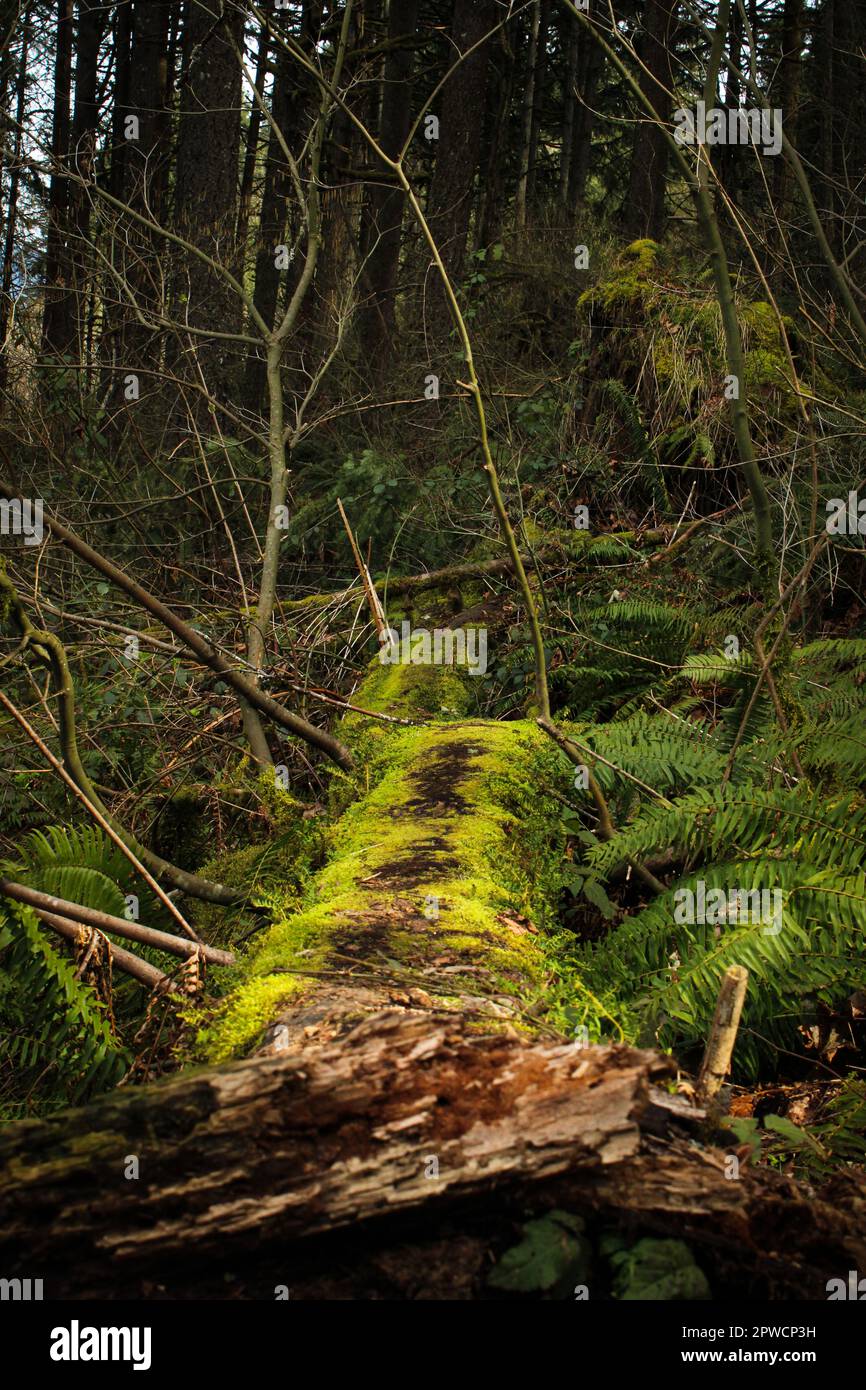 Foresta dell'Oregon Foto Stock