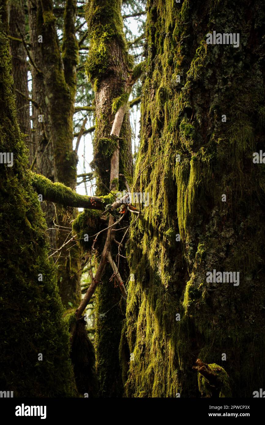Foresta dell'Oregon Foto Stock