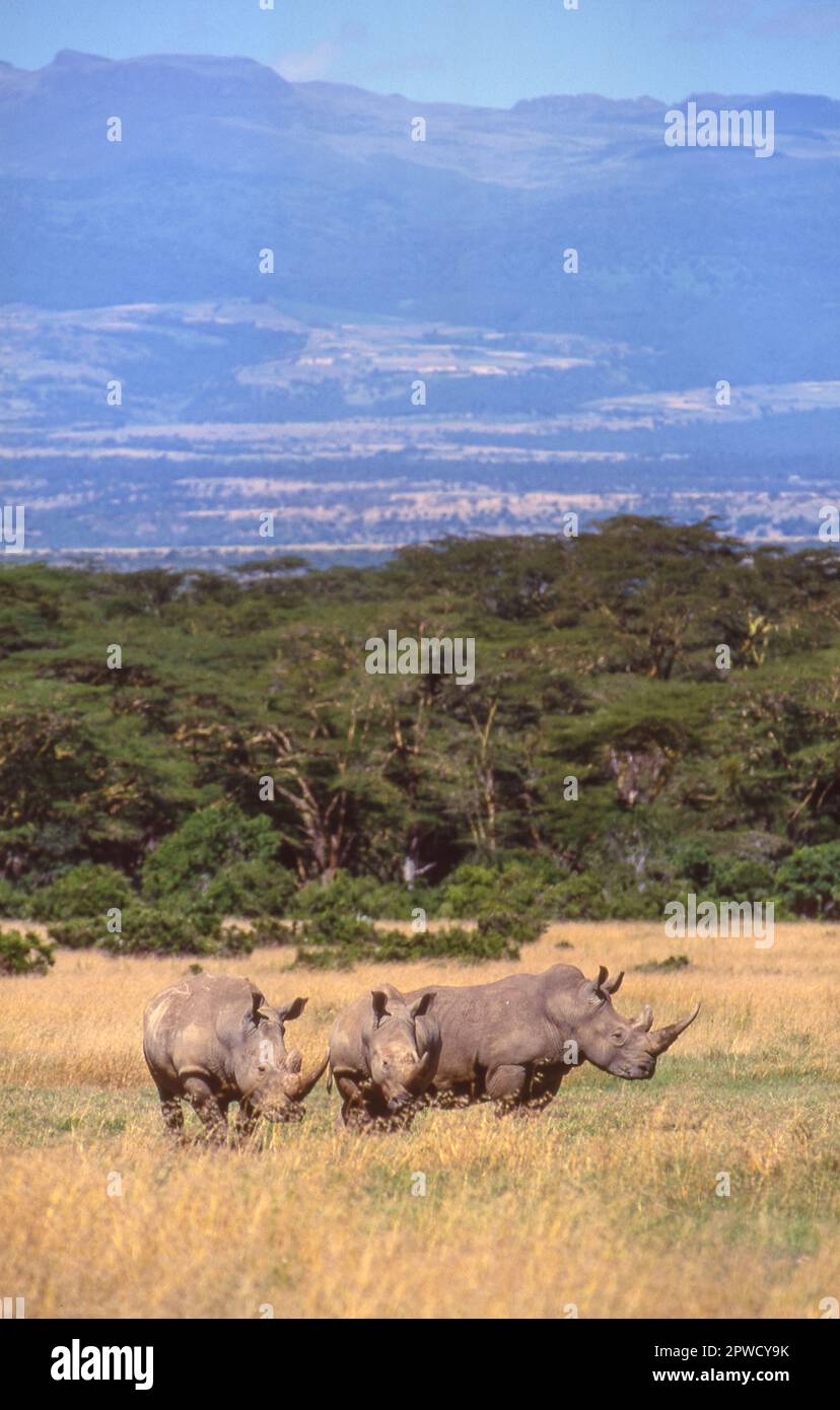 Un gruppo di rinoceronte bianco (Ceratotherium simum) in una riserva del Kenya centrale. Foto Stock