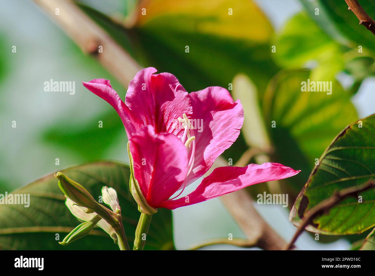 Bauhinia purpurea è rosa in natura, fiorente in modo splendido. Foto Stock