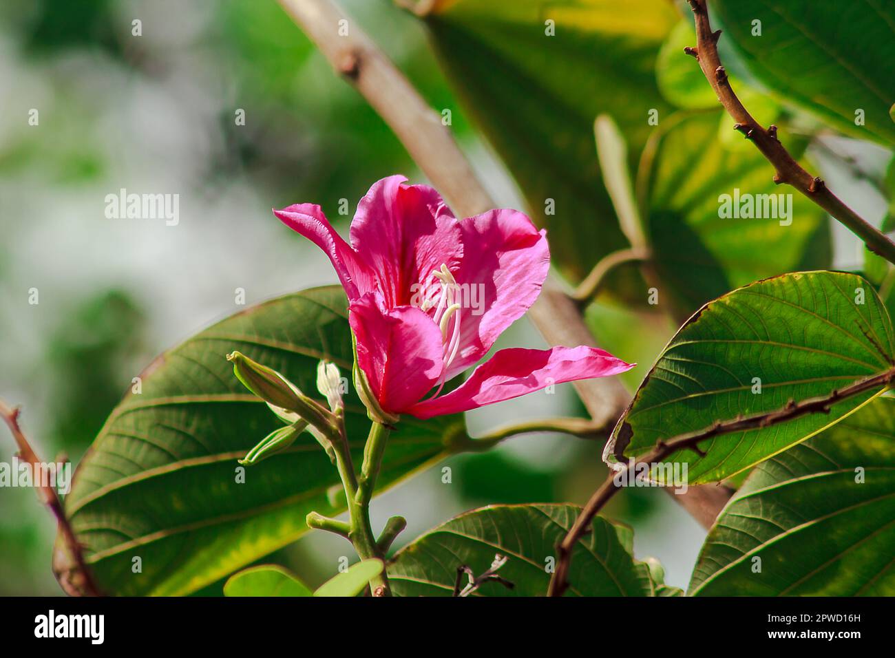 Bauhinia purpurea è rosa in natura, fiorente in modo splendido. Foto Stock