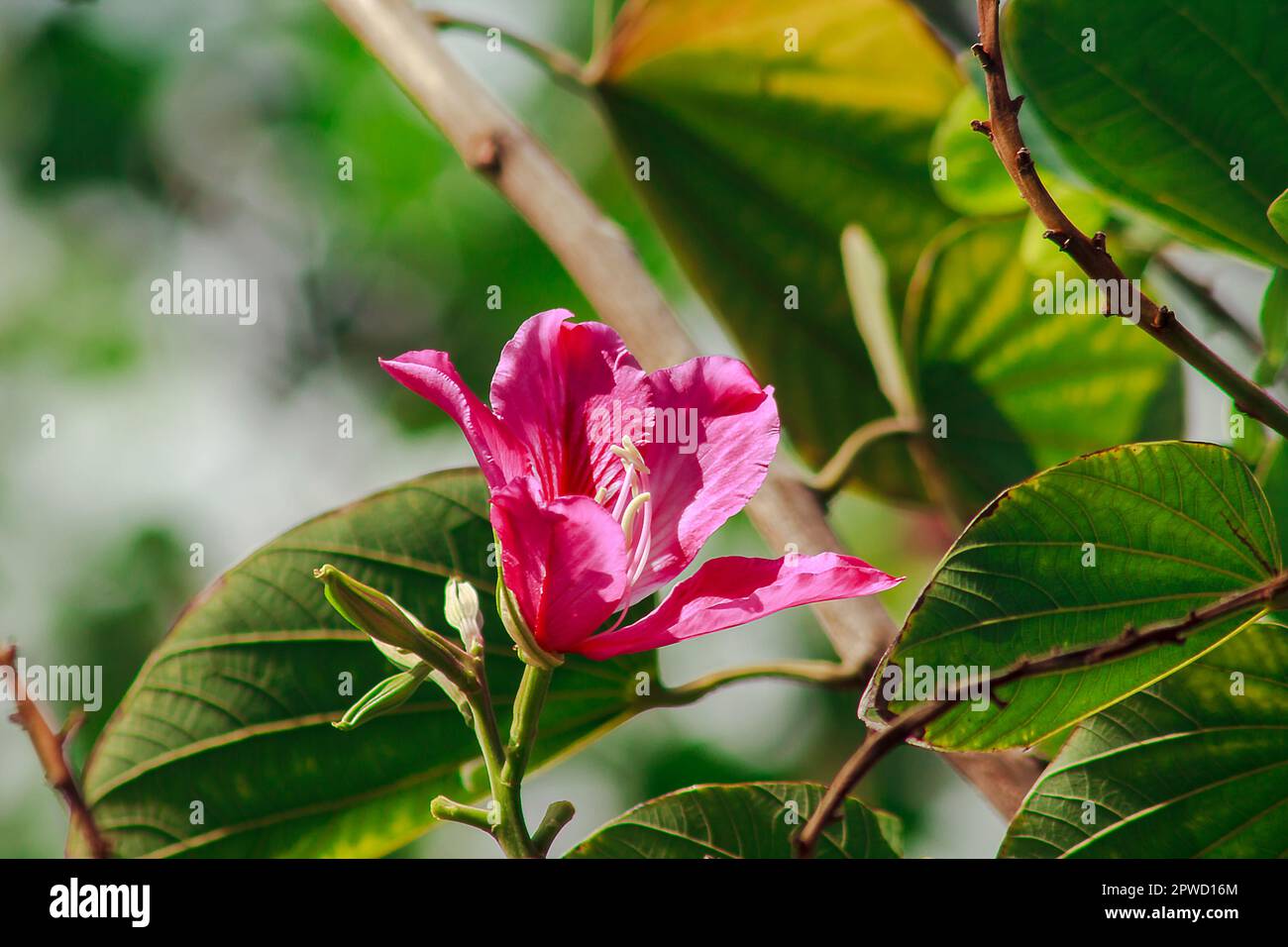 Bauhinia purpurea è rosa in natura, fiorente in modo splendido. Foto Stock