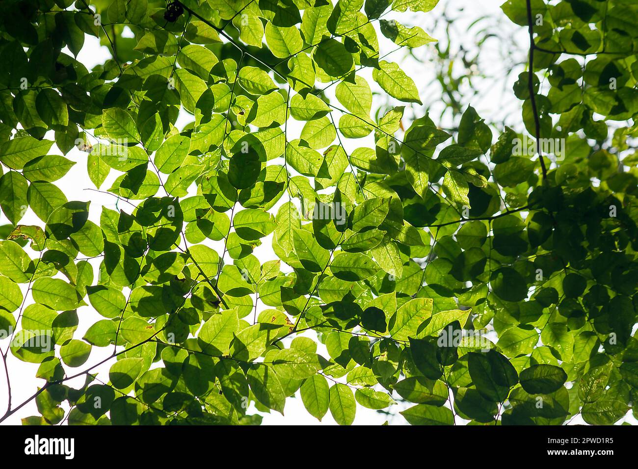 Le foglie verdi sono esposte alla luce del sole in natura. Foto Stock