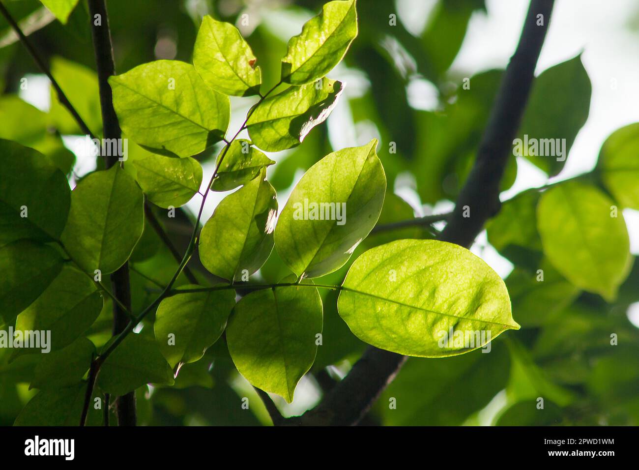 Le foglie verdi sono esposte alla luce del sole in natura. Foto Stock