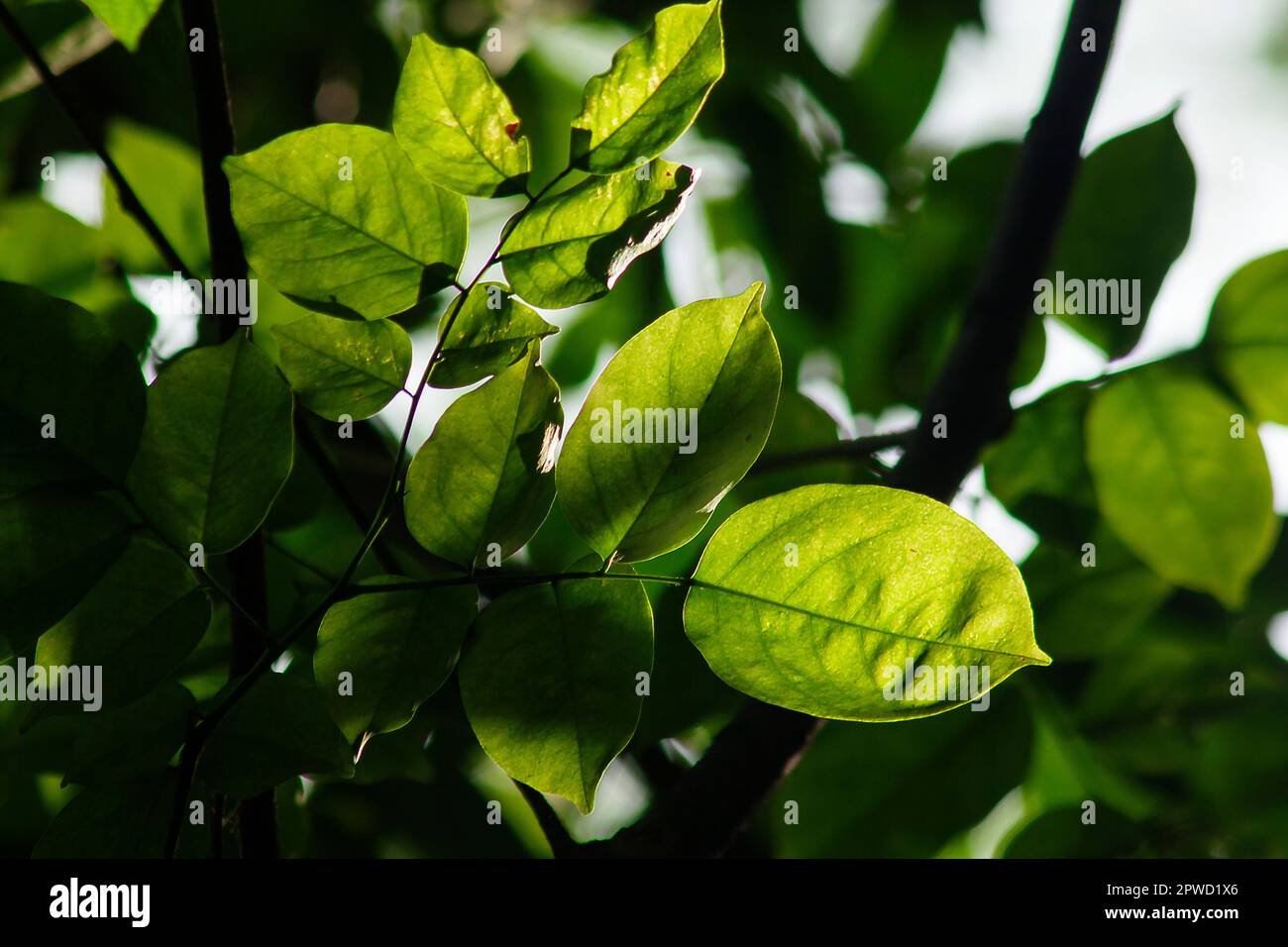 Le foglie verdi sono esposte alla luce del sole in natura. Foto Stock