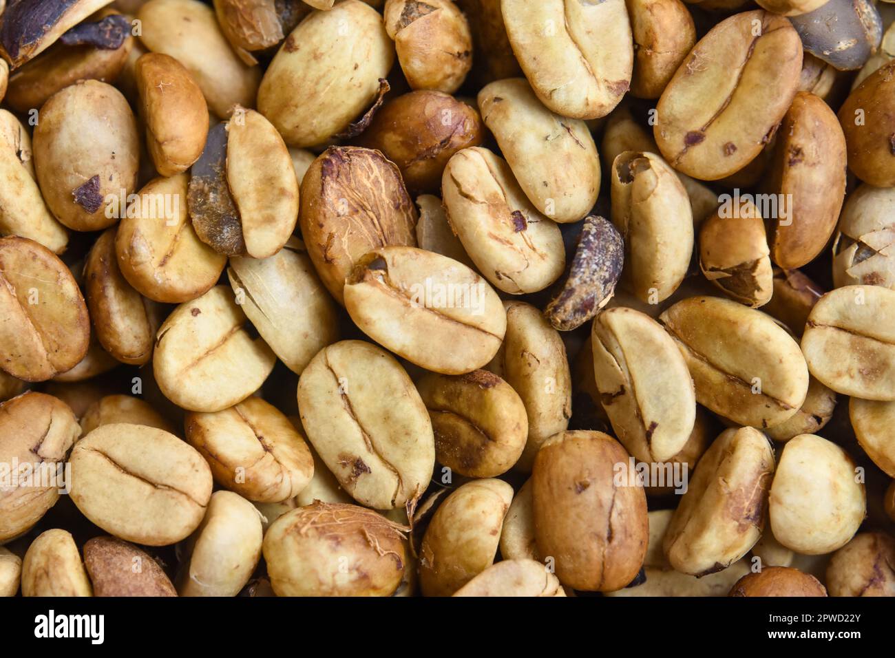 Caffè crudo arabica e robusta a Kalimpong Foto Stock