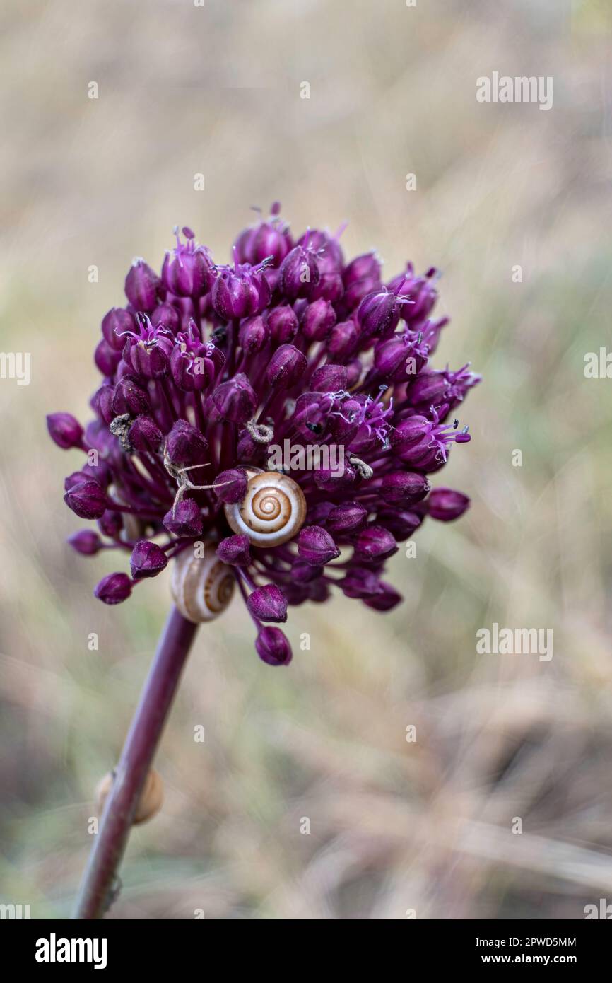 Fiori di Allium ampeloprasum o foglia larga porro selvatico o aglio elefante primo piano su uno sfondo sfocato Foto Stock