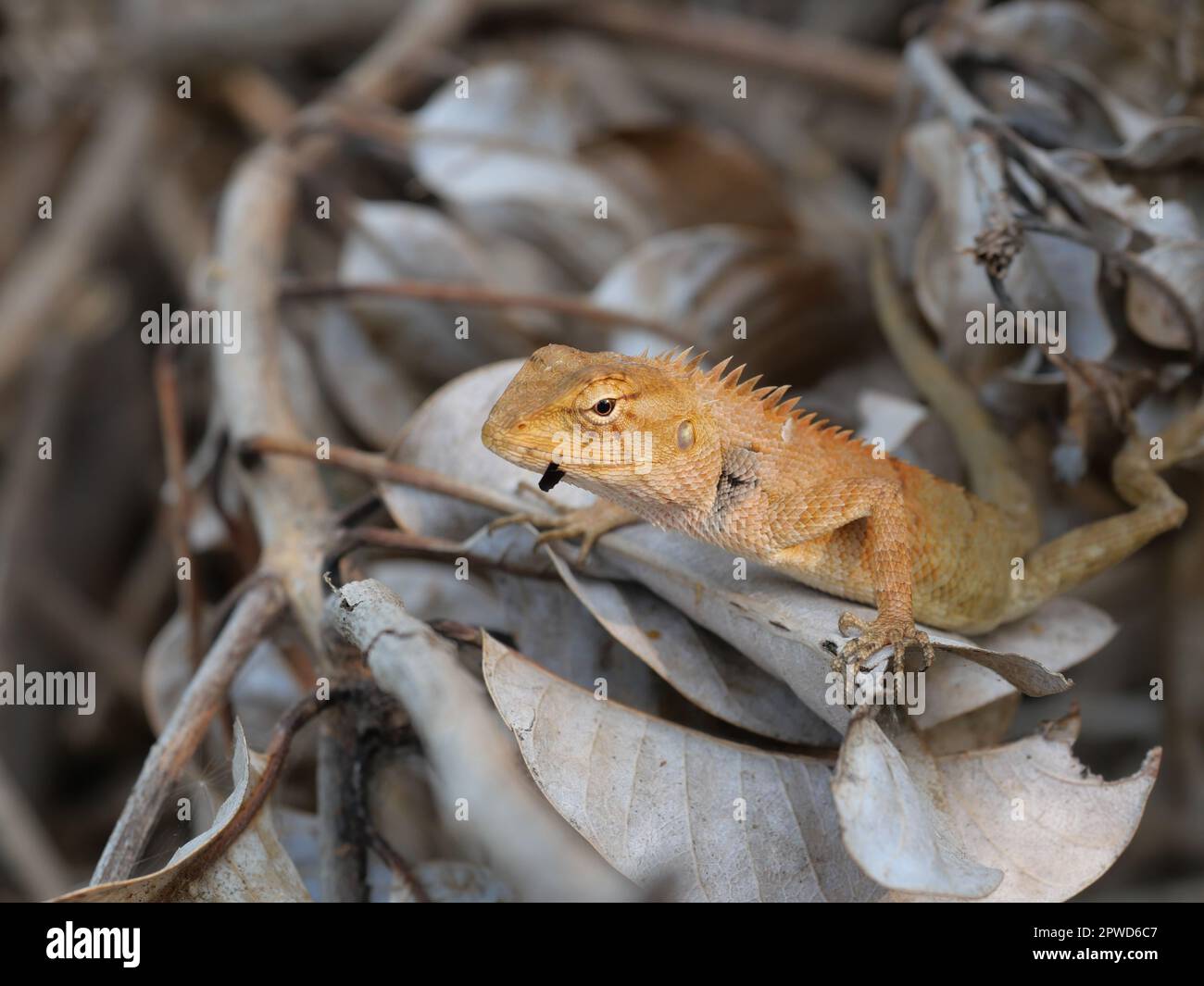 Testa di colore arancione del giardino orientale maschio o giardino orientale o lucertola modificabile su un ramo con sfondo marrone naturale., Lizard in Thailandia Foto Stock