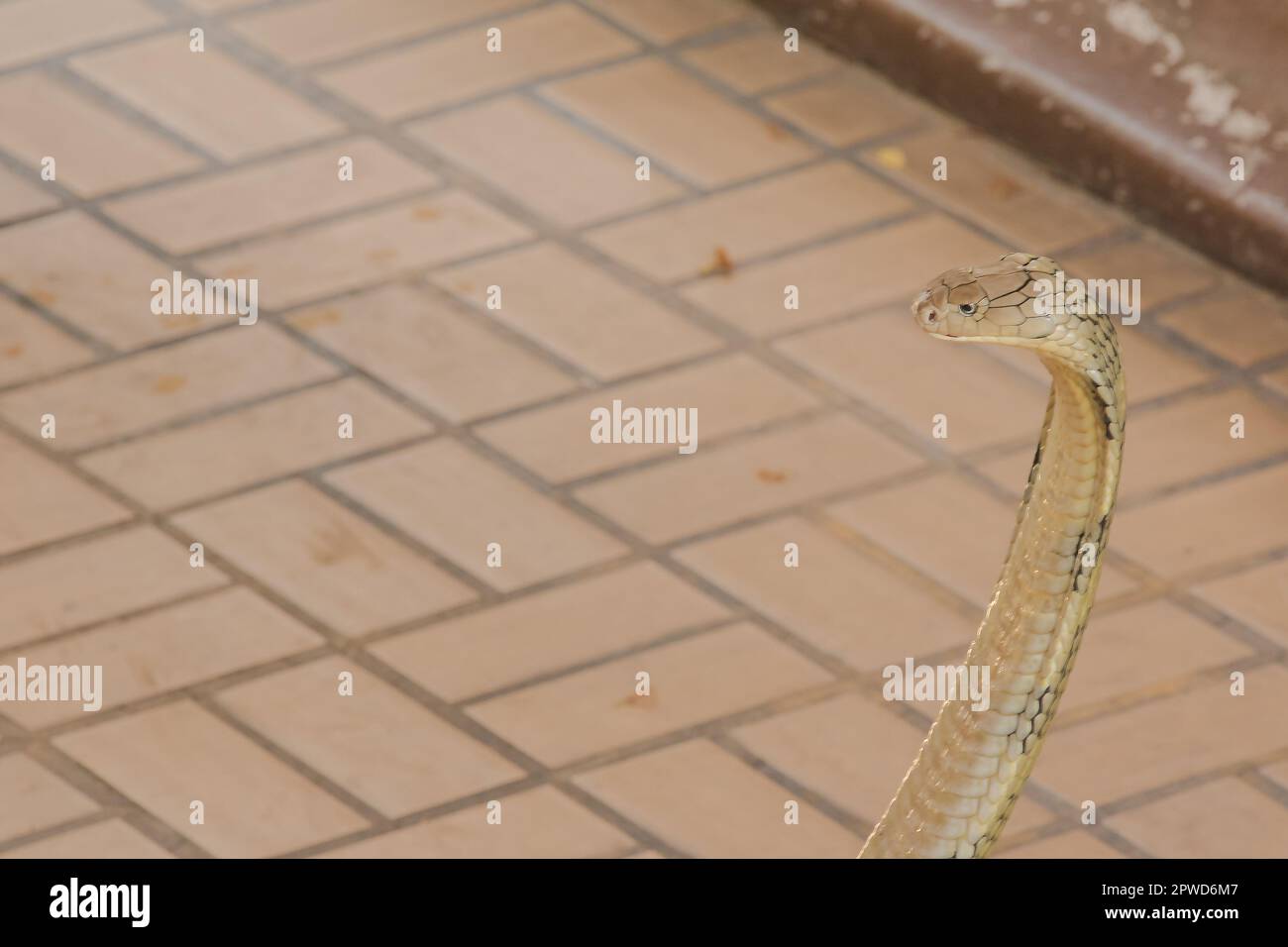 Re cobra sta alzando la testa. Il re cobra è il serpente velenoso più lungo del mondo. Foto Stock