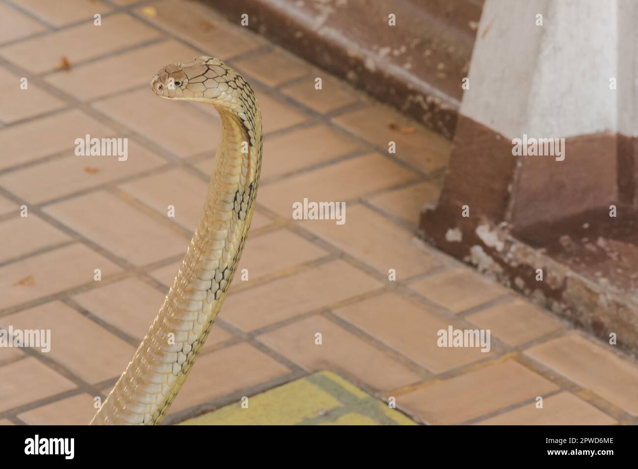 Re cobra sta alzando la testa. Il re cobra è il serpente velenoso più lungo del mondo. Foto Stock