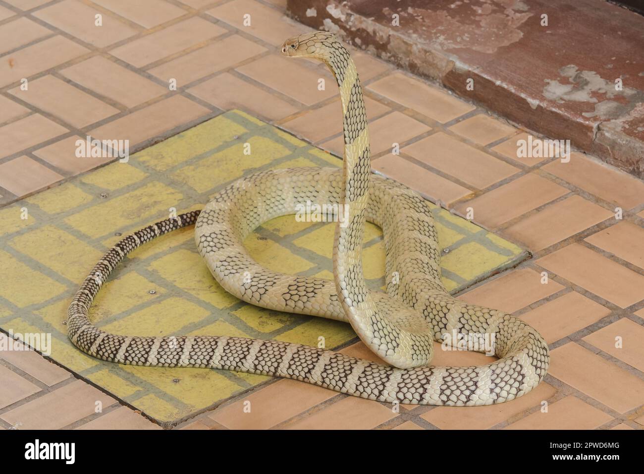 Re cobra sta alzando la testa. Il re cobra è il serpente velenoso più lungo del mondo. Foto Stock