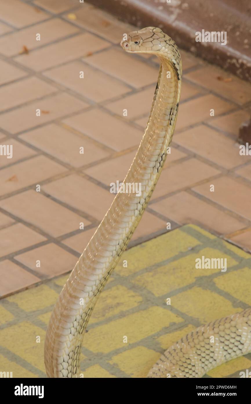 Re cobra sta alzando la testa. Il re cobra è il serpente velenoso più lungo del mondo. Foto Stock