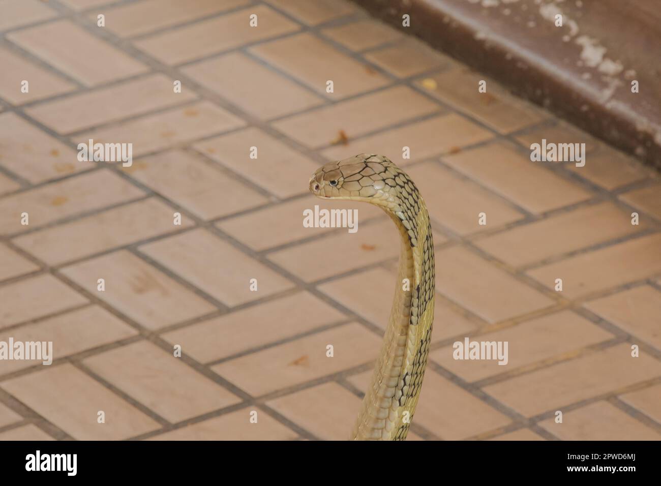 Re cobra sta alzando il collo. Il re cobra è il serpente velenoso più lungo del mondo. Foto Stock