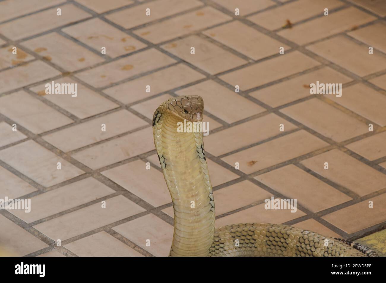 Re cobra sta alzando la testa. Il re cobra è il serpente velenoso più lungo del mondo. Foto Stock